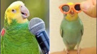 Smart And Funny Parrots Parrot Talking Videos Compilation 2024  Cute Birds 19 [upl. by Alekat]