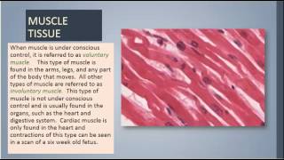 Medical Terminology Lesson 9 [upl. by Adah893]