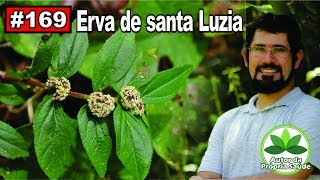 Autor da Própria Saúde  Erva de Santa Luzia Alergia febre diabetes ansiedade câncer [upl. by Paley]