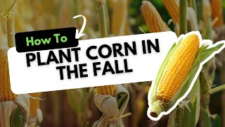 How To Plant Corn in the Fall [upl. by Annaitsirhc]