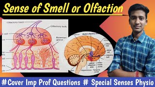 Sense of Smell or Olfaction Olfactory Pathway Special senses Physiology  in hindi Ashish [upl. by Natsirc]