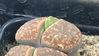 Lithops Flower Buds  My Favorite Haworthia [upl. by Ericka]