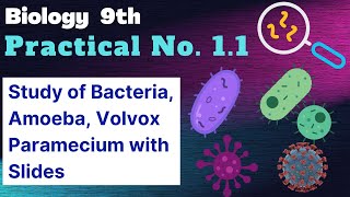 Study of different types of bacteria Amoeba Paramecium Volvox with the help of preparaed slides [upl. by Garlan]