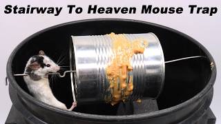 How To Make The STAIRWAY TO HEAVEN Mouse Trap in 15 Minutes Simple and effective Mousetrap Monday [upl. by Acsehcnarf]