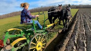 My wifes FIRST time PLOWING WITH DRAFT HORSES [upl. by Sieber930]