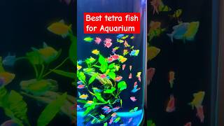 Best Tetra Fish For Aquarium shorts short viralvideo [upl. by Dene]