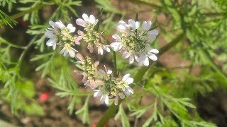 Coriandrum sativum  Fam Apiaceae  Coriander  Heterophylly  Stylopodium  Epigynous flower [upl. by Erena]