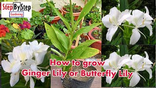 How to grow Ginger LilyButterfly LilyHedychium Coronarium [upl. by Armbrecht]