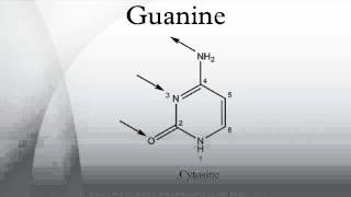 Guanine [upl. by Mcleroy]