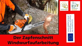 Zapfenschnitt I Windwurfaufarbeitung I Spezialtechnik I Holz in Spannung [upl. by Vijar832]