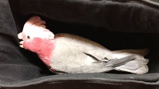 Bobo in the Bag  The Adventures of Bobo the Galah Cockatoo [upl. by Ecarg]