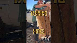 How to tan a deer skin or any animal hide Full video on my channel [upl. by Llesram112]