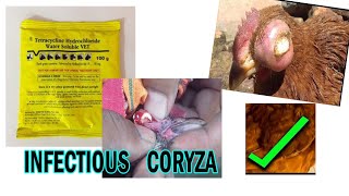 Coryza a Bacterial Disease  Treatment  Buhum Poultry Farming  DistBaksa  Naokata [upl. by Stier]