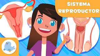 SISTEMA REPRODUCTOR FEMENINO y MASCULINO 👧👦 Ciencias para niños [upl. by Andromeda143]