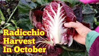 Radicchio Head Harvest How It Looks Like In Mid October  No Dig Organic Salad Leaves [upl. by Stockton]