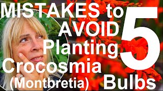 Five Mistakes to Avoid Planting and Growing Crocosmia Bulbs  Montbretia [upl. by Oisacin]