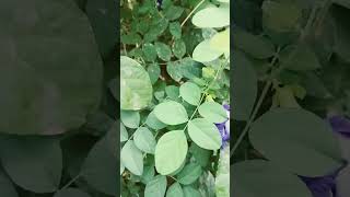 Doston yah hai hamara aprajita ka plant ☘️ short video garden nature gardenigflowers [upl. by Harrod218]