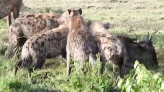 Spotted hyenas hunting a young wildebeest [upl. by Eyot]