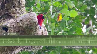 Eclectus Parrot Sounds amp Calls [upl. by Lehman]