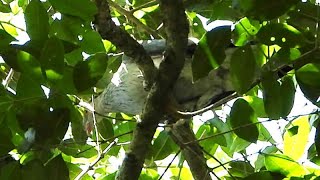 Topknot Pigeon at Mount Glorious [upl. by Averi780]