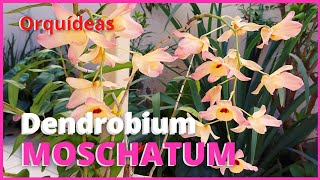 ORQUÍDEA DENDROBIUM MOSCHATUM  Floração e dicas para cultivar essa espécie 🥰🌸 [upl. by Charita]