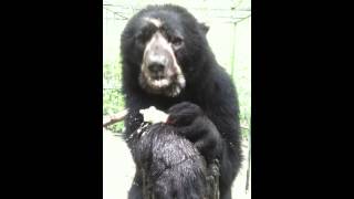 Spectacled bear eats corn on the cob [upl. by Yelnoc]