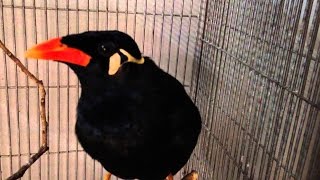 Best Mynah Talking Bird Video [upl. by Sessler]