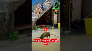 Giant Rat VS Rollo the patterdale terrier Rat vs Dog SACRAMENTO STREET RAT VS ROOSTER MUST WATCH [upl. by Ihel301]