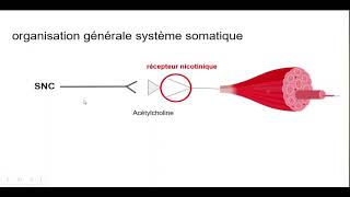 6syndrome muscarinique vs nicotinique [upl. by Okoyk]