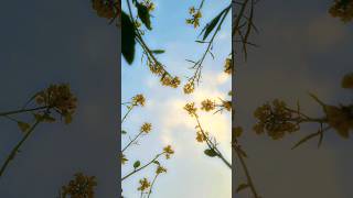 the sky glow ✨️ l The Nature Finder I Arjun Mujandar l ytshorts shorts trending highlights [upl. by Fleurette]