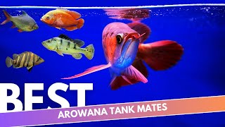 Wanna give your arowana a friend these are THE BEST tank mates for your arowana [upl. by Ellinej236]