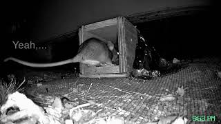 Woodrat Eviction Using a Custom OneWay Device [upl. by Nylassej978]