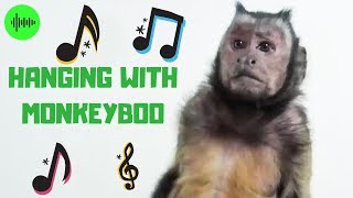 Hanging With MonkeyBoo OFFICIAL MUSIC VIDEO [upl. by Eddana728]