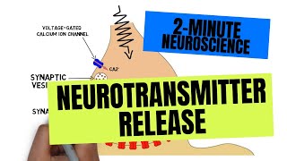 2Minute Neuroscience Neurotransmitter Release [upl. by Lindsy]