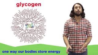 Carbohydrates Part 2 Polysaccharides [upl. by Astrahan408]