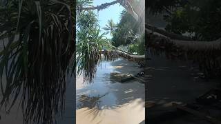 Tangalle Kudawella relaxingmusic relaxing nature trendingshorts beach shortsvideo travel [upl. by Ayokahs394]