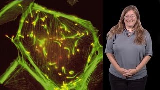 Julie Theriot Stanford HHMI 1 Protein Polymers Crawling Cells and Comet Tails [upl. by Wallraff]