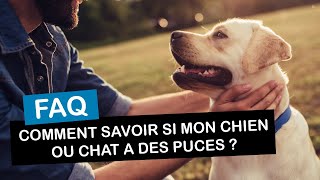 Comment savoir si mon chien ou mon chat a des puces [upl. by Israel]