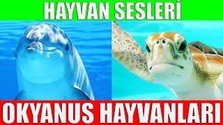 Okyanus Hayvanlarını Öğrenelim  Çocuklar İçin Hayvanlar [upl. by Suolkcin810]