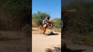 KHATARNAK GHODA 😱 GHODA NA SOKHIN 😍 KUDVA VALA GHODA 😱 KATHIYAVADI HORSE POWER 😱 [upl. by Ocana]