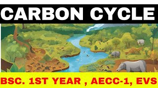 Carbon Cycle ll EVS ll environmental Studies ll bsc 1st year l science aecc1 [upl. by Anerb]