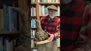 Giant Lomatium dissectum Root with Michael Pilarski quotSkeeterquot [upl. by Comethuauc518]