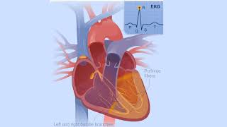 Electrical Conduction System of the Heart [upl. by Aneris982]