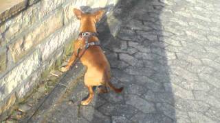 Epilepsie beim Zwergpinscher [upl. by Nyvrem]