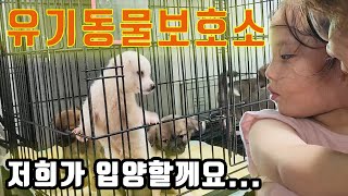 휴가철 유기견 너무 많아요 유기동물보호소에 다녀왔어요 푸들 입양하려고요 [upl. by Eciram259]