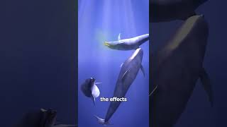 Dolphins like to get high on puffer fish 🤯 [upl. by Anak]