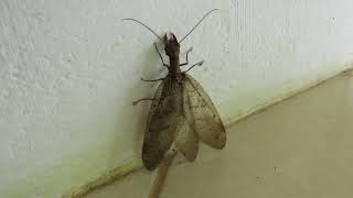 Dobsonfly Corydalus batesii  a scarylooking insect [upl. by Retrak]