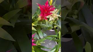 Bromelias plants shortvideo indoorplants jardin [upl. by Ardnassac344]