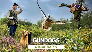 Come Picking Up with us on Driven Mallard drivenduck gundog labrador [upl. by Afatsom]