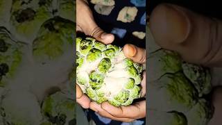 మా చెట్టు సీతా ఫలం shortvideos custardapple natural pleasesubscribetrending fruit [upl. by Ileana]